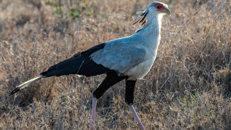 Bird_Watching_Areas_тАУ_Diverse_bird_species_04