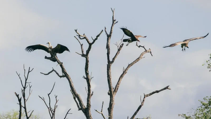 Bird_Watching_Areas_тАУ_Diverse_species_05