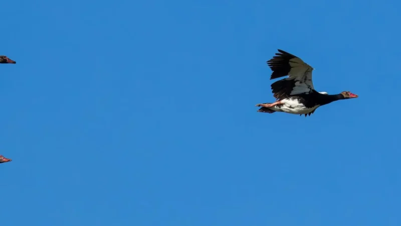 Bird_Watching_Areas_тАУ_Diverse_species_05