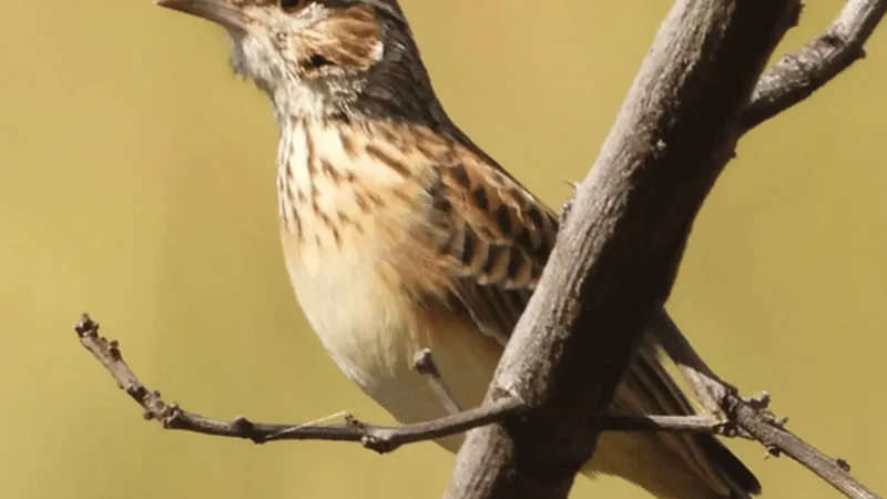Bird_Watching_Areas_тАУ_Mountain_birdlife_03
