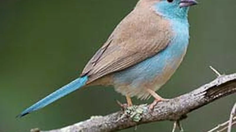 Bird_Watching_Areas_тАУ_Over_360_bird_species_03