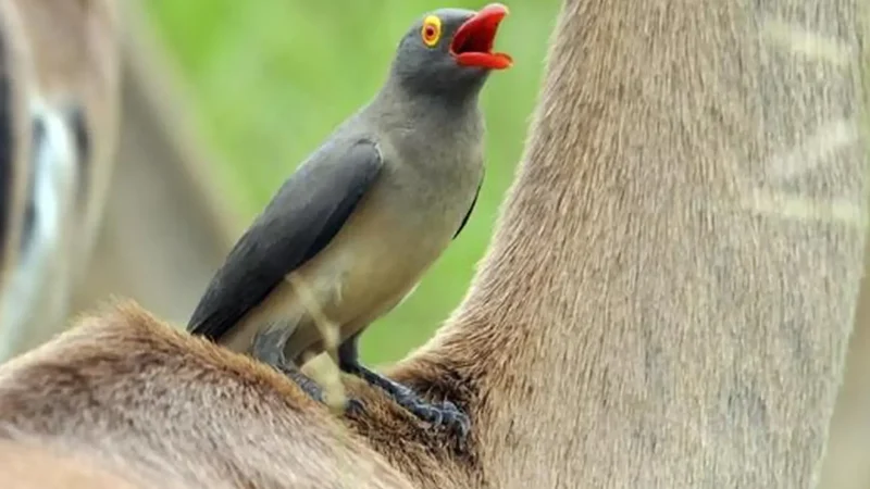 Bird_Watching_Areas_тАУ_Rich_birdlife_03