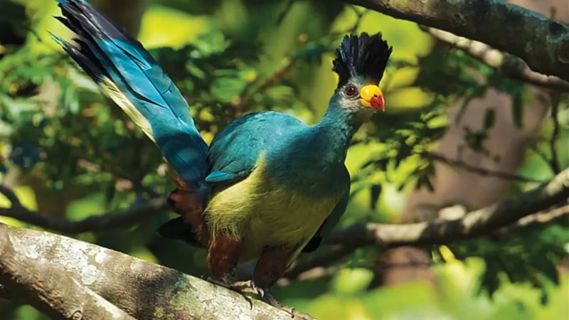 Bird_Watching_Areas_тАУ_Rich_birdlife_habitats_04