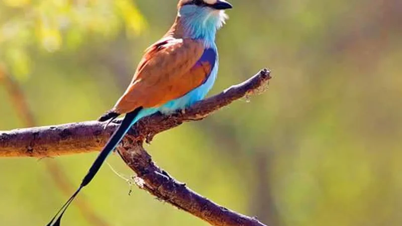 Bird_Watching_Areas_тАУ_Rich_riverine_birdlife_02