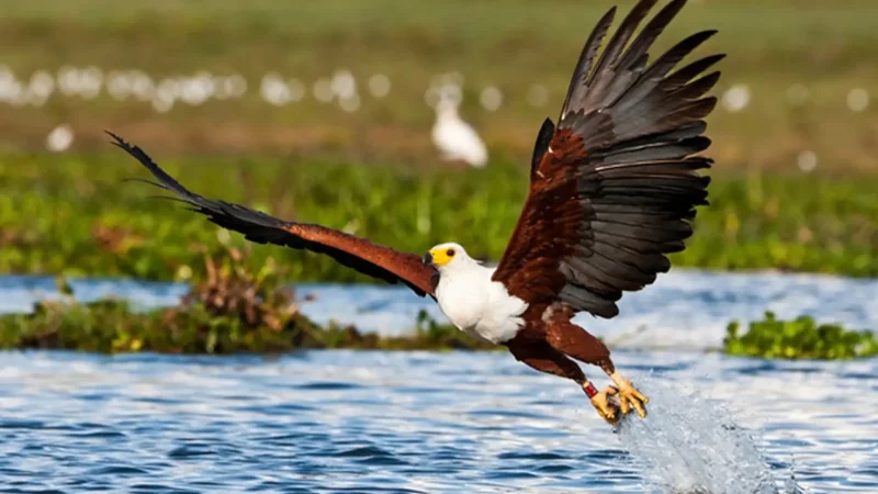 Bird_Watching_Areas_тАУ_Rich_wetland_birdlife_01