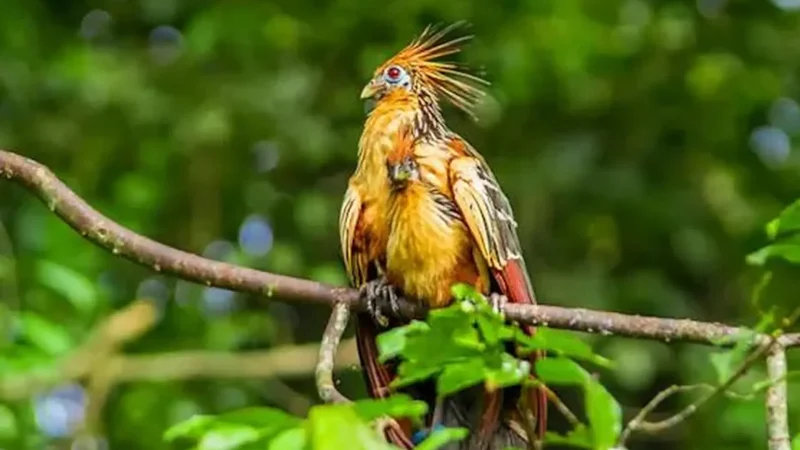 Bird_Watching_Areas_–_Macaws_and_water_birds__02