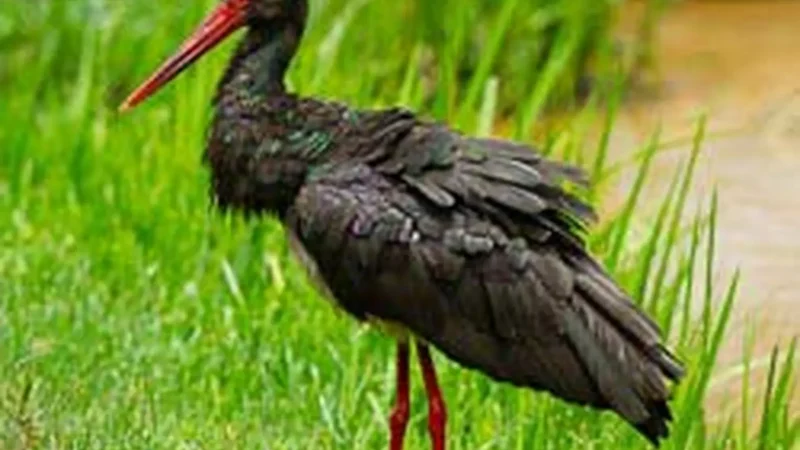 Bird_Watching_Sites_тАУ_Highland_birdlife_05