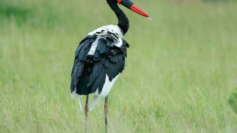 Bird_Watching_Sites_тАУ_Riverine_birdlife_04