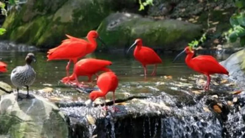 Birds_of_Eden_тАУ_Free-flight_bird_sanctuary_03