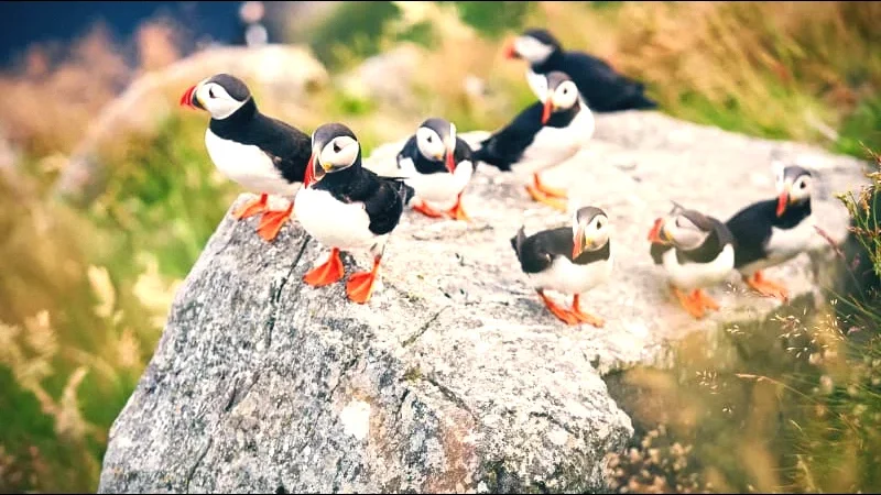 Birdwatching Areas – Arctic Wildlife(4)
