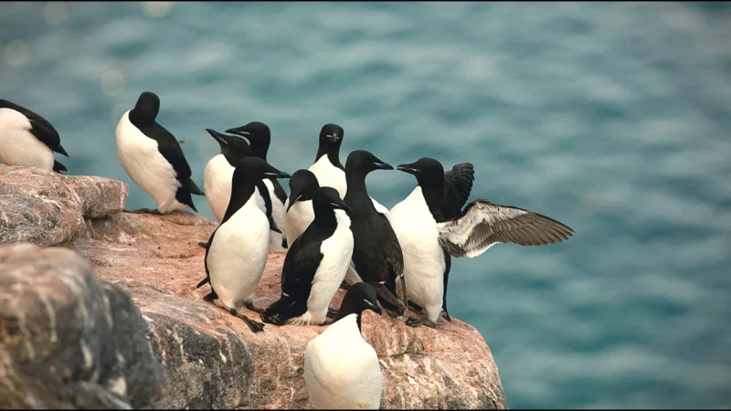 Birdwatching Areas – Coastal wildlife spots(2)