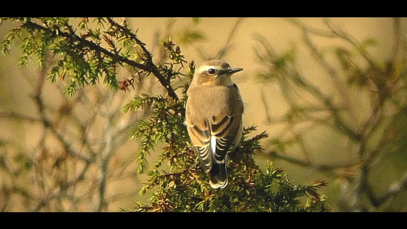 Birdwatching Areas – Coastal wildlife spots(3)