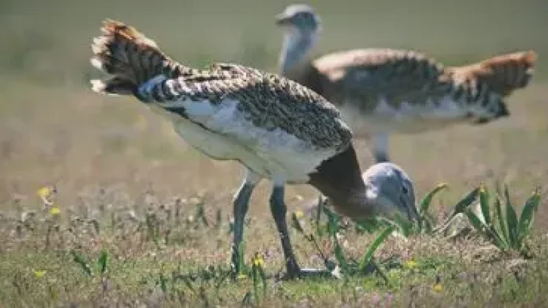 Birdwatching Areas – Natural habitats(2)
