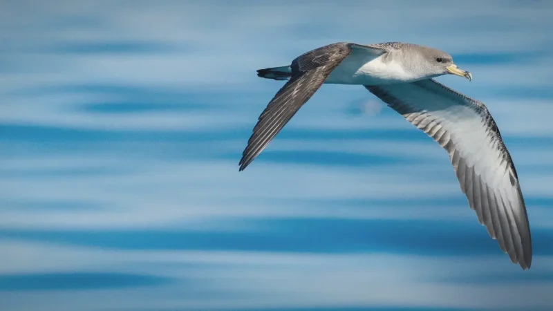 Birdwatching Areas – Nature observation spots(5)