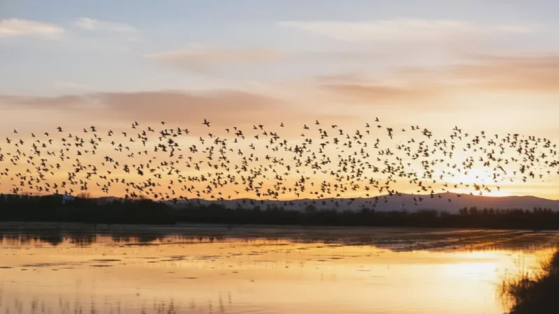 Birdwatching Areas(1)