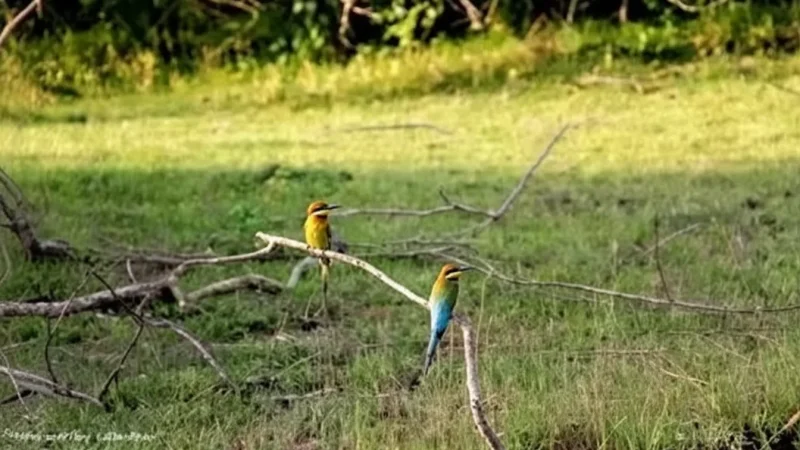 Birdwatching Areas(1)