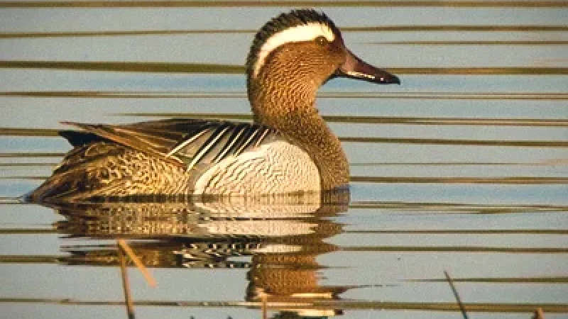 Birdwatching Locations – Northern wildlife areas(3)