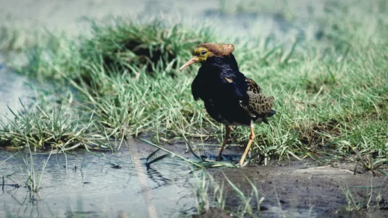 Birdwatching Locations – Seasonal viewing areas(2)