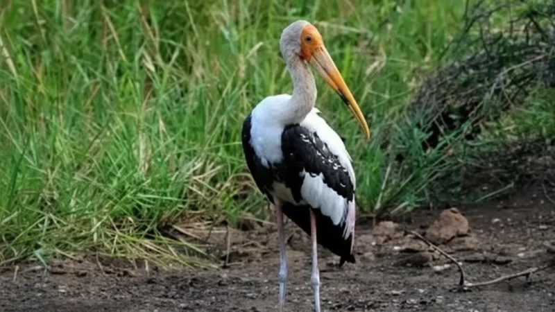 Birdwatching Spot(3)