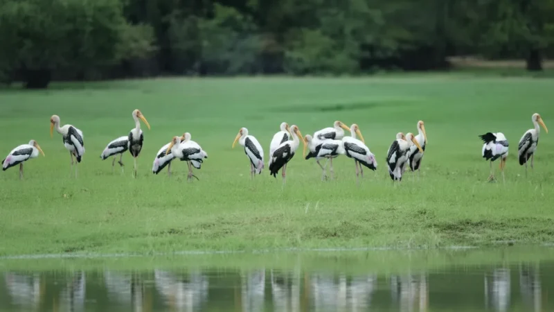Birdwatching Spots – Wildlife observation zones(5)