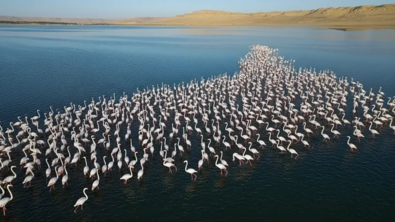 Birdwatching Zones – Migratory Bird Habitats(2)