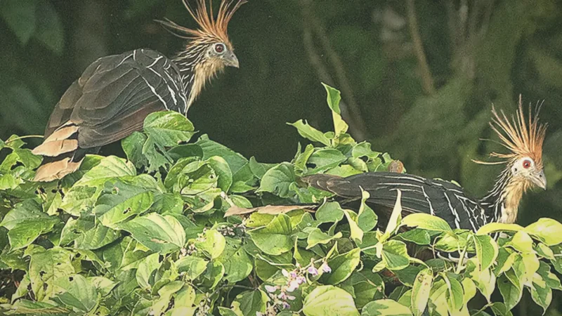Birdwatching Zones – Native species(1)