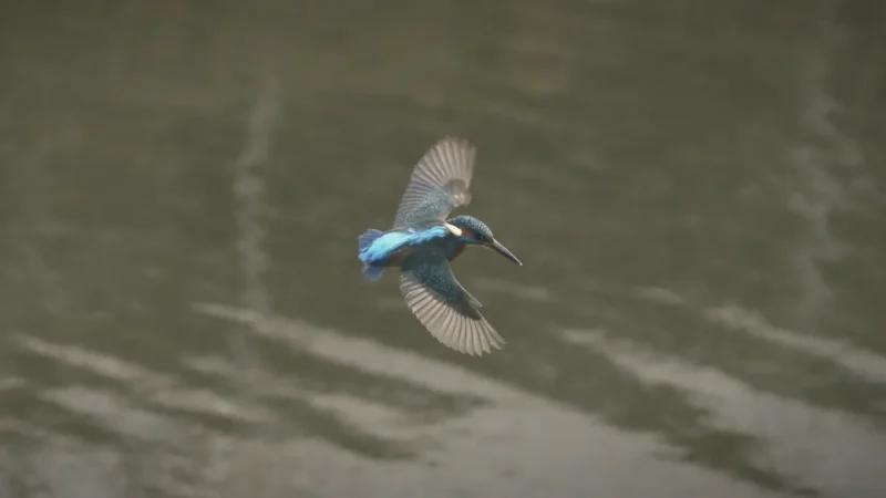 Birdwatching Zones – River wildlife(1)