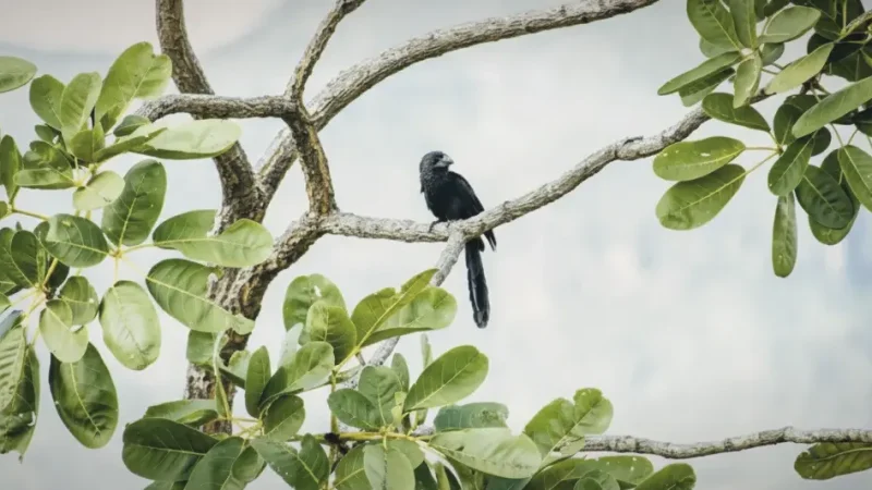 Birdwatching Zones – Wildlife observation(4)