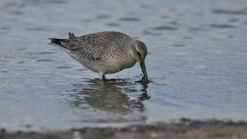 Birdwatching_Areas_05