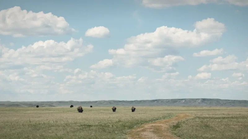 Bison Conservation Area – Wildlife viewing(2)