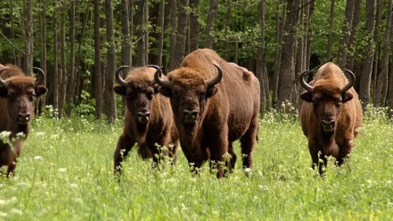 Bison_Show_Reserve_06