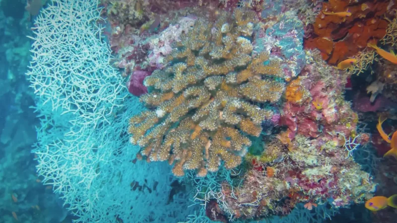 Biyadhoo House Reef (Snorkeling Paradise)(6)