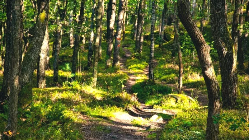 Björkebacken Nature Area – Forest trails(5)