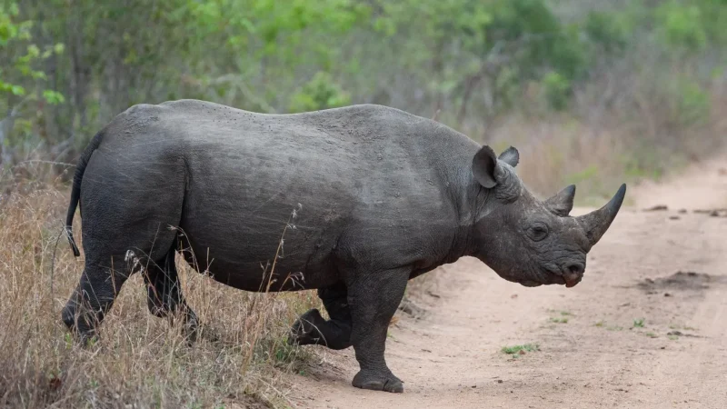 Black_Rhino_Viewing_Areas_тАУ_Rare_wildlife_sightings_06