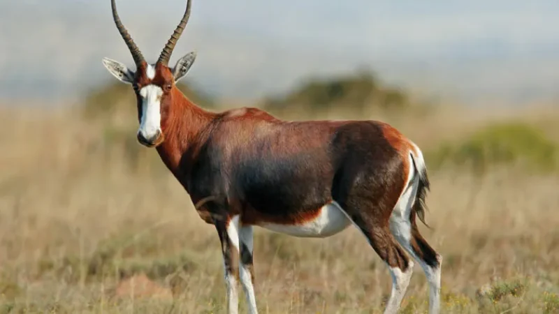 Blesbok