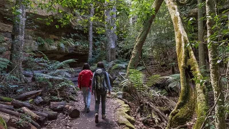 Blue Mountains National Park – Nature Trails(4)