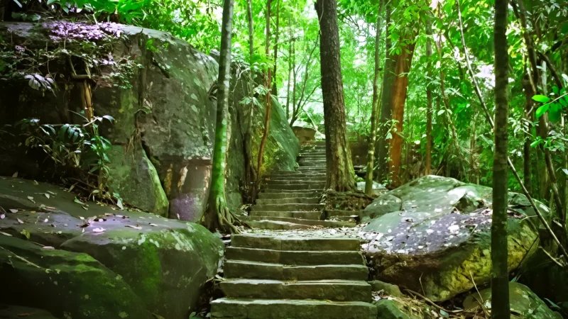 Bodhinagala Forest 01