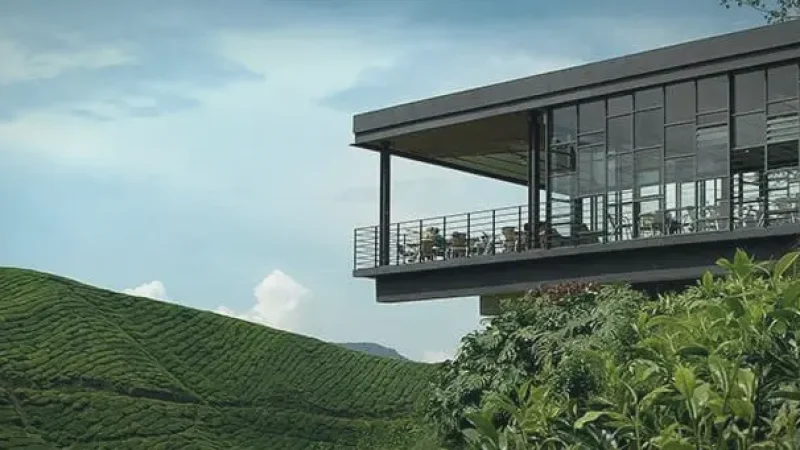 Boh Tea Plantation (Cameron Highlands)(4)