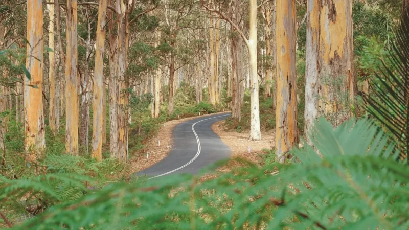 Boranup Forest – Karri tree forest drives(4)