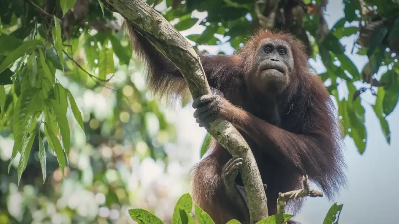 Bornean Orangutan Habitat Zones(2)