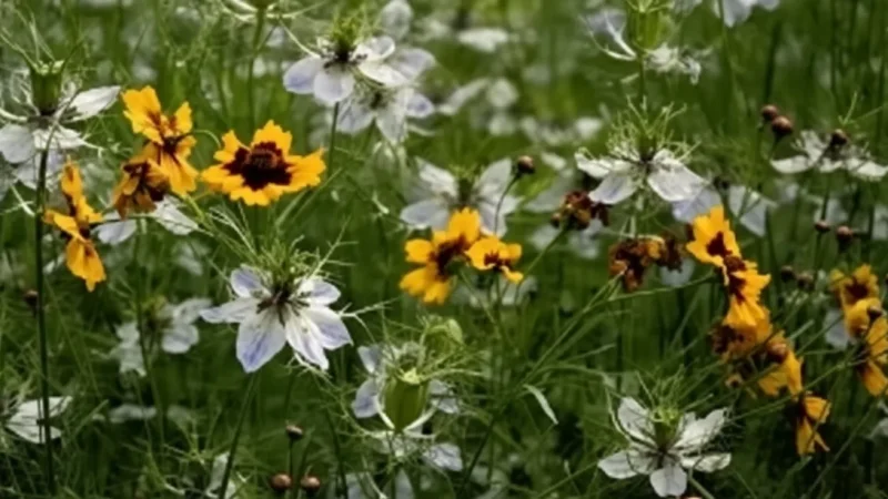Botanical Garde(6)