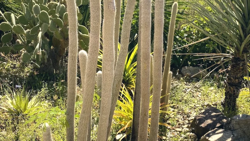 Botanical Garden of Córdoba(4)