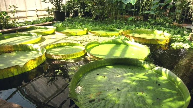 Botanical Garden of Lund(4)