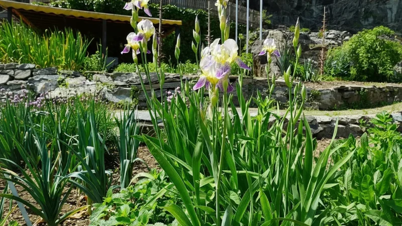 Botanical Garden(1)