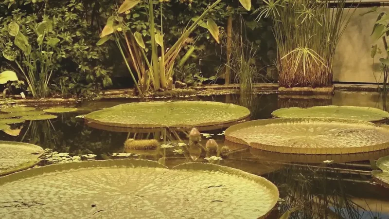 Botanical Garden(3)