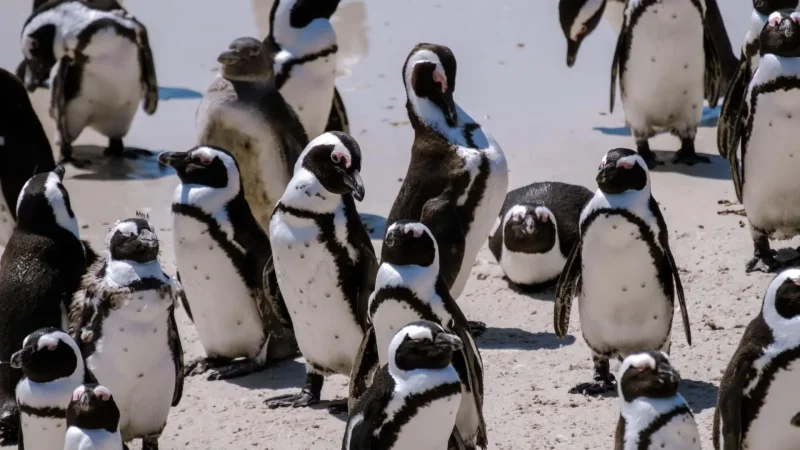 Boulders_Beach_Penguin_Colony_тАУ_Home_to_African_penguins_02