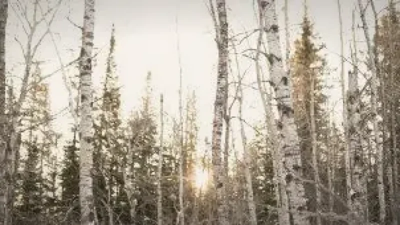 Brule Trail – Forest hiking route(2)