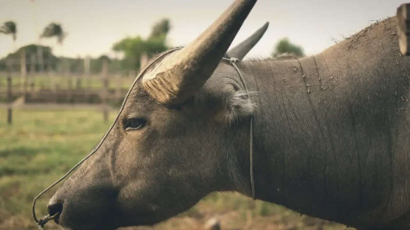 Buffalo Farms – Traditional rural life(3)