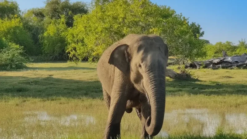 Bundala National Park 06