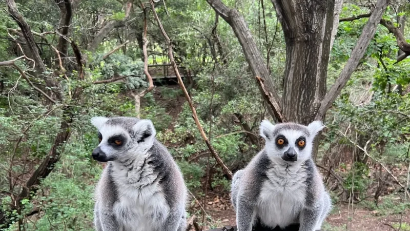Bush_Baby_Sanctuary_тАУ_Conservation_centre_06
